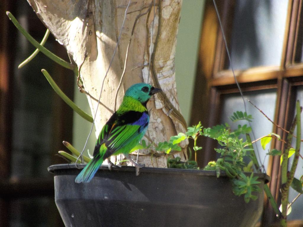 Pousada Miracolo Araquari Buitenkant foto