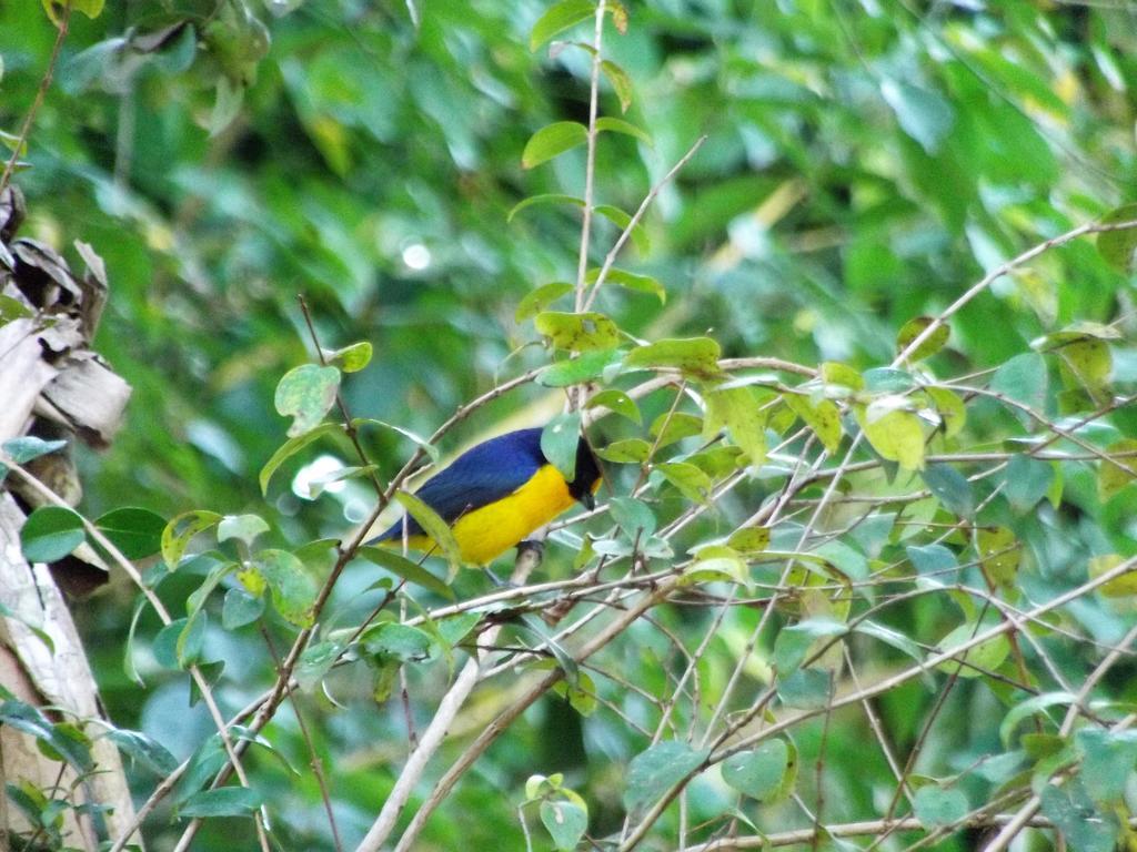 Pousada Miracolo Araquari Buitenkant foto